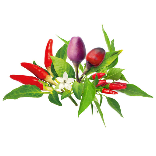 Chili Pepper Plant Pods