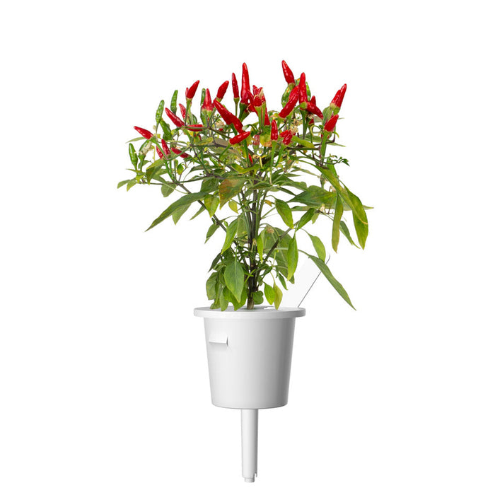 Chili Pepper Plant Pods
