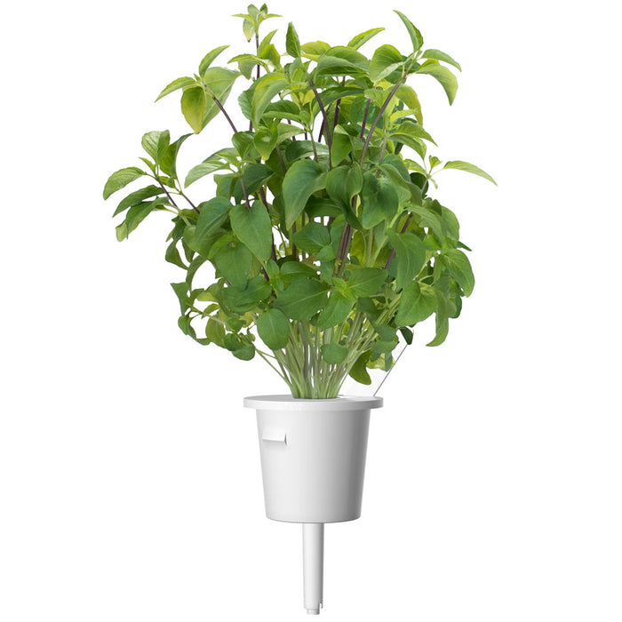 Basil Variety Plant Pods