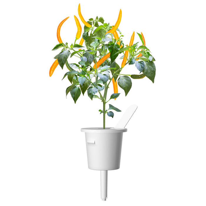 Yellow Chili Pepper Plant Pods