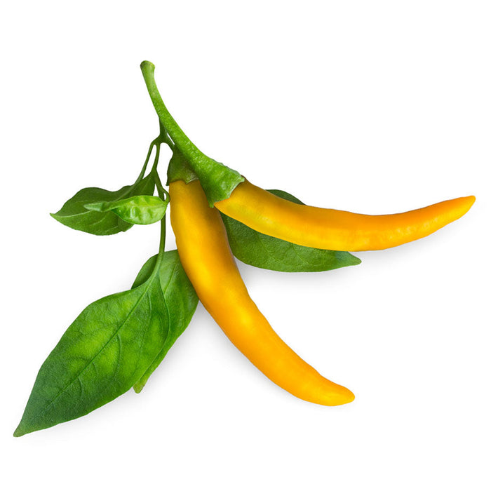 Yellow Chili Pepper Plant Pods