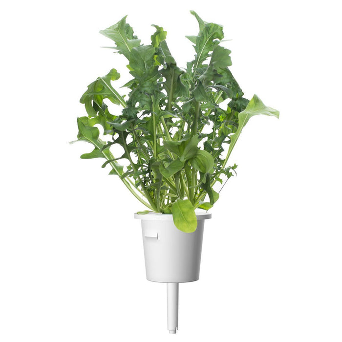 Salad Greens Plant Pods