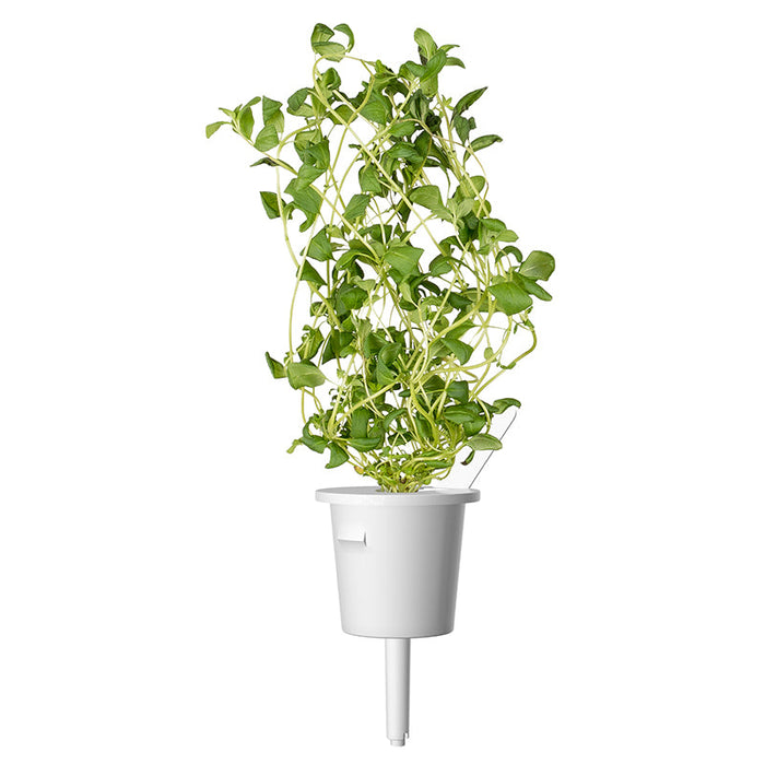Italian Herb Plant Pods