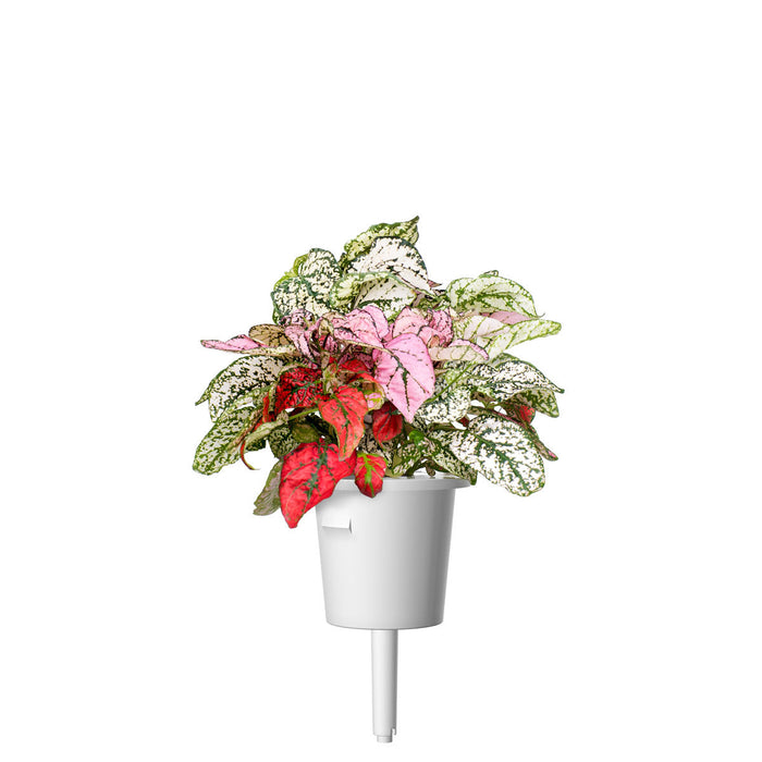 Vibrant Flower Plant Pods