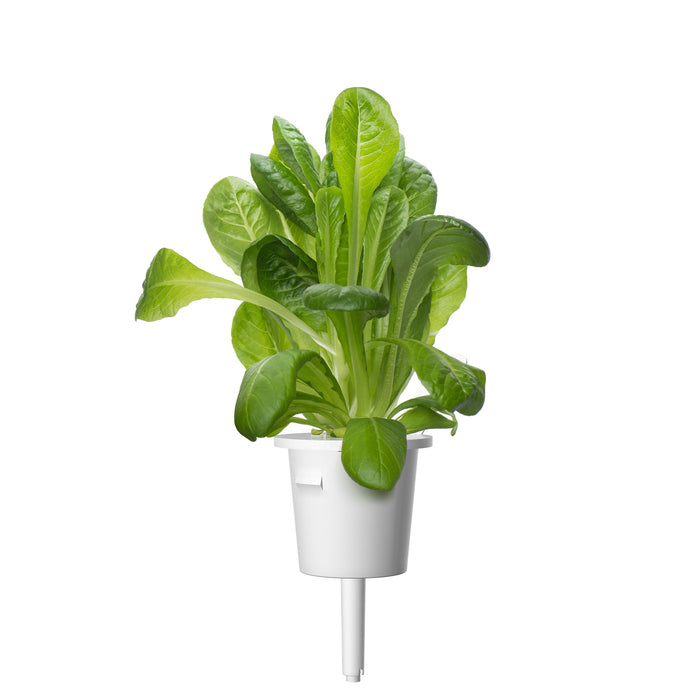 Salad Greens Plant Pods