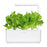 Green Lettuce Plant Pods